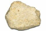 Dinosaur (Triceratops) Frill Shield Section - Montana #338943-1